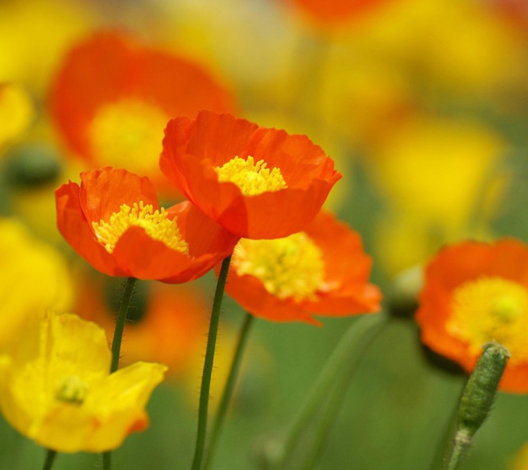 Free download poppy wallpapers orange yellow poppy wallpapers orange