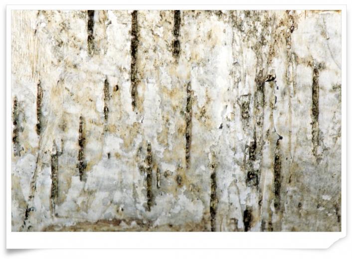 Free download and white textured wallpaper birch 2016 Textured Brick