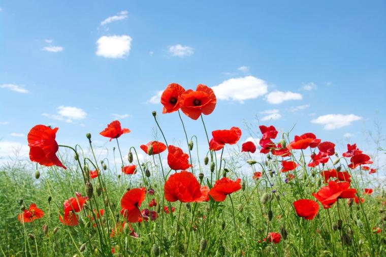 Free download field poppies poppy wallpaper background [2048x1365] for ...
