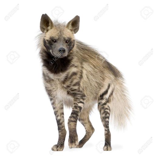 Free download Spotted Hyena Isolated On White Background Stock Photo ...