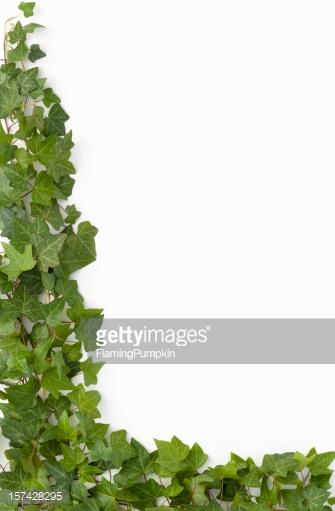 Free download Border English Ivy On White Background Stock Photo Getty