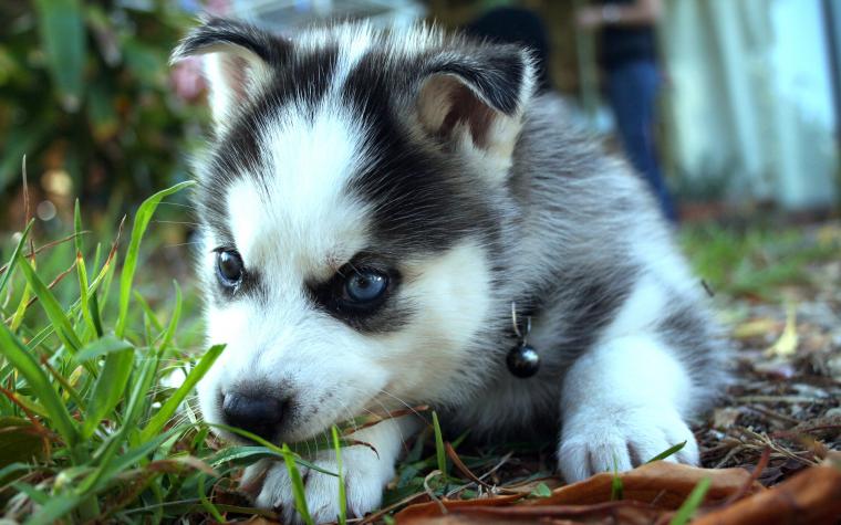 [48+] Siberian Husky Wallpaper for Computer on WallpaperSafari