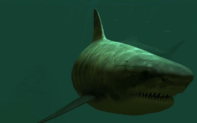sharks 3d live wallpaper and screensaver activadores