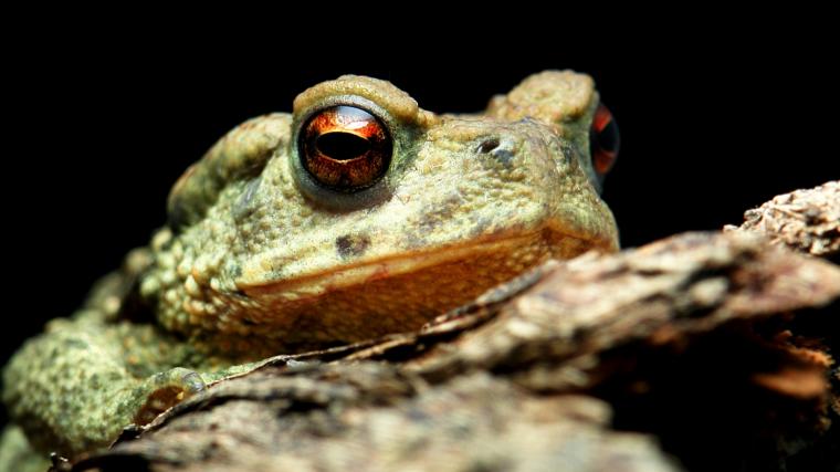 🔥 [100+] Slippy Toad Wallpapers | WallpaperSafari
