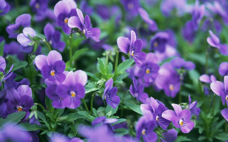 Free download Purple Flowers Background [1920x1200] for your Desktop ...