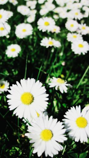 Free download large daisy wallpaper tumblr iphone wallpaper daisies ...