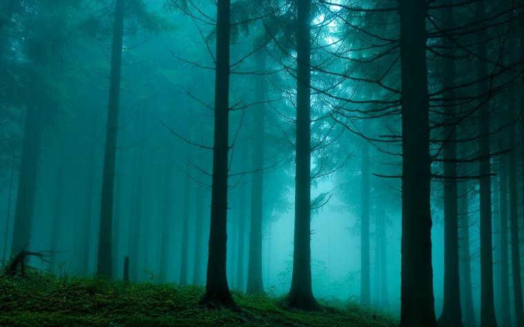 Free download 1680x1050 Foggy Forest desktop PC and Mac wallpaper ...