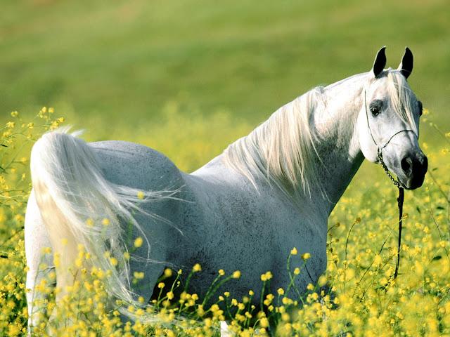 Free download animated horse desktop wallpapers animated horse pics