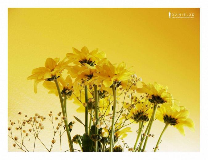 free-download-meaning-to-the-yellow-wallpaper-and-other-the-yellow