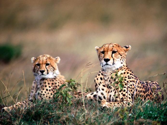 Free download Beautiful Wallpapers baby cheetah wallpaper [1600x1067 ...