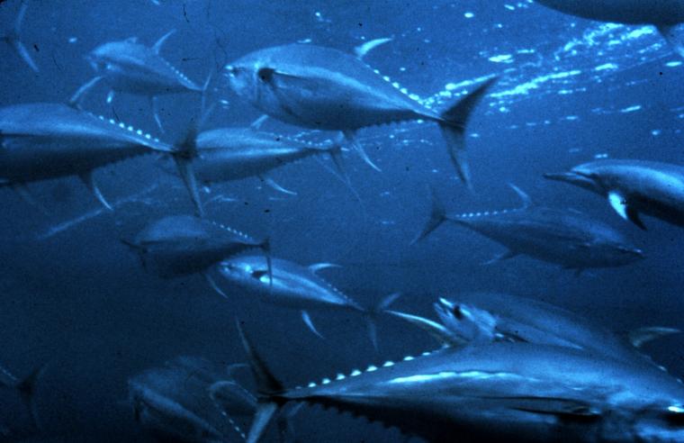 Free download Bluefin tuna photo and wallpaper Cute Bluefin tuna ...