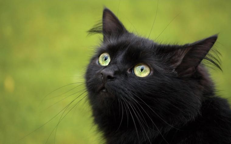 Free download Cute Black  Cat  Wallpaper 1600x900 for your 