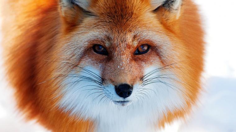 Free download Red Fox Chromebook Wallpaper Ready For Download