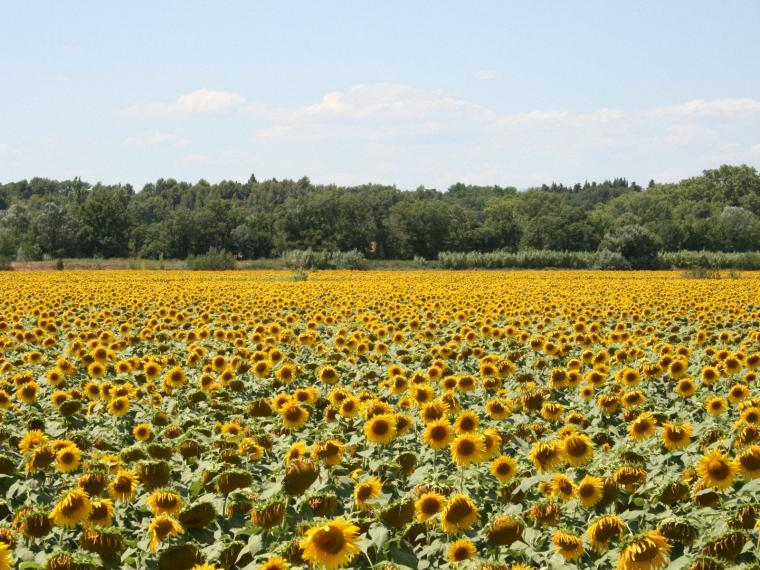 Free Download Provence Wallpapers [1920x1200] For Your