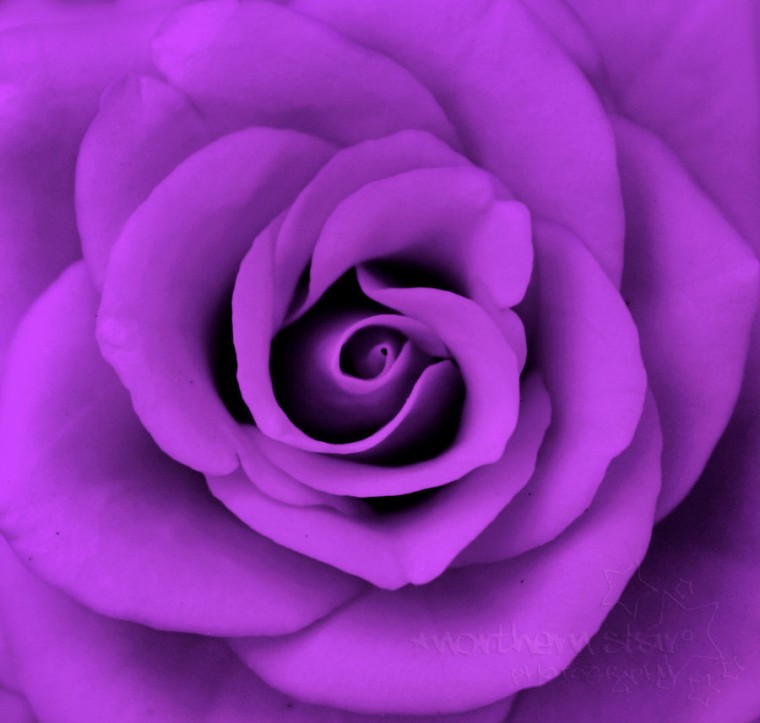 Free download Purple Rose Wallpapers High Quality Wallpapers [1024x768