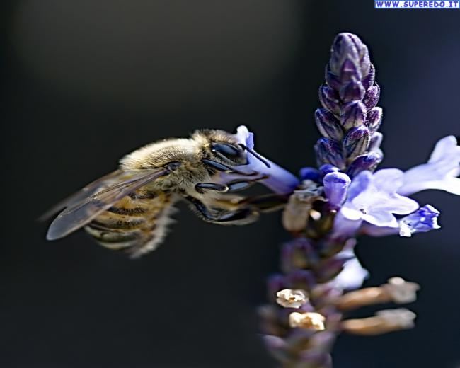 Free download best brebes download indonesia jepara keren kereta api