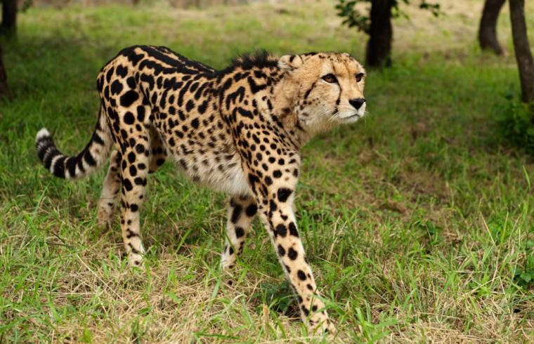 Free download King Cheetah Taronga Western Plains Zoo [1024x683] for ...