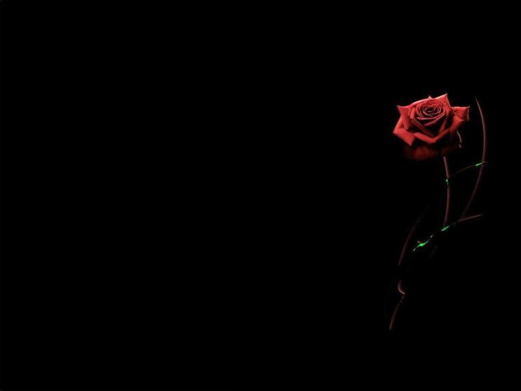 Free download Black Rose Backgrounds [1024x768] for your Desktop