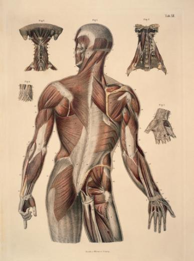47 Human Anatomy Wallpaper On Wallpapersafari
