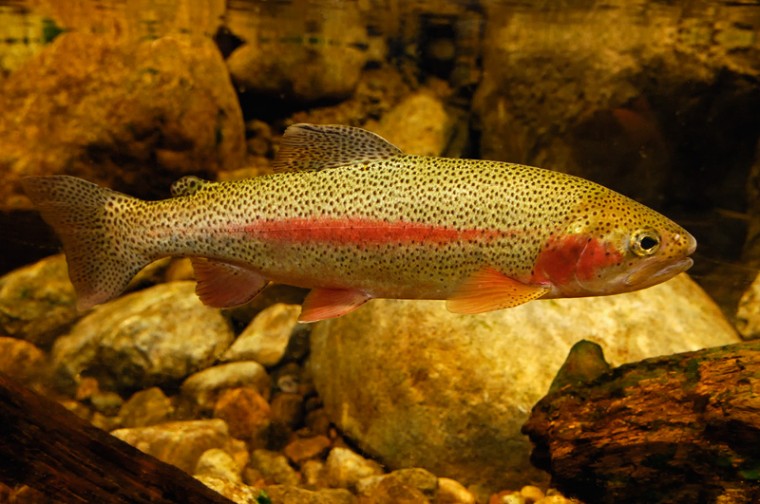 Free download trout wallpaper border [600x220] for your Desktop, Mobile