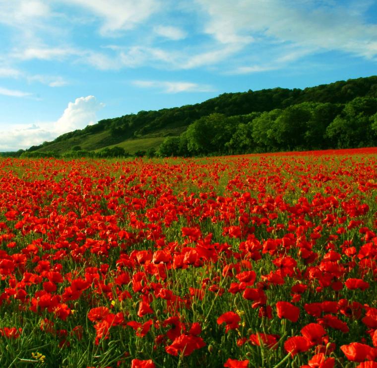 Free download Red flowers macro poppy poppies wallpaper 1920x1080 ...