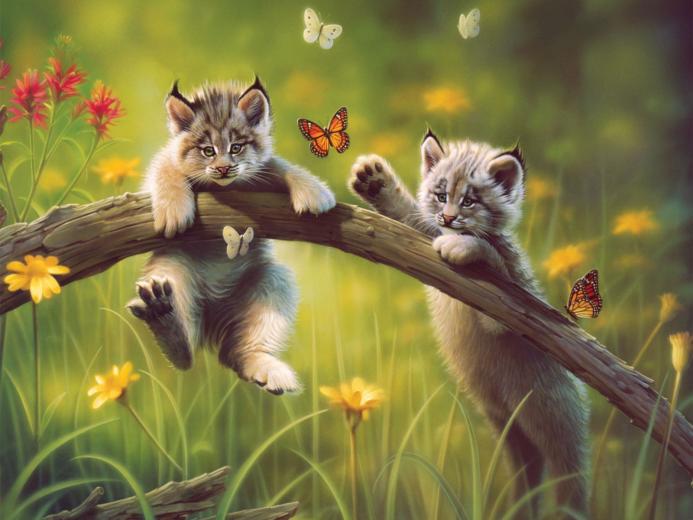 [38+] Cat and Butterfly Wallpaper on WallpaperSafari