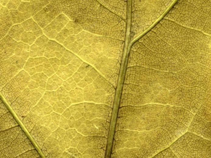 Gold Foil Leaf Gold Foil Texture Wallpaper. 44+ Gold Leaf Wallpaper on