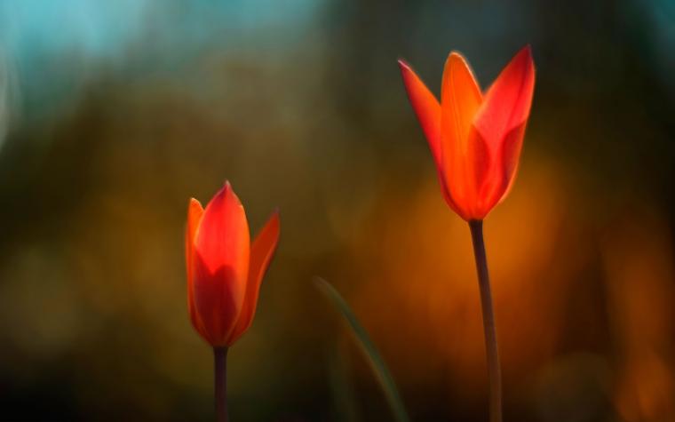 🔥 [30+] Flower Wallpapers for Windows 10 | WallpaperSafari