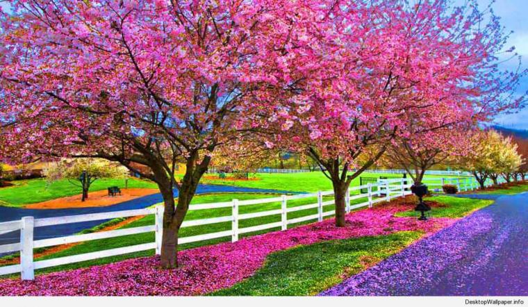 Free download Desktop Wallpaper Spring Season Beautiful Nature Spring ...