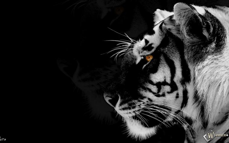 Free download Black And White Tiger Wallpaper Vuqw 1024x768 pixel