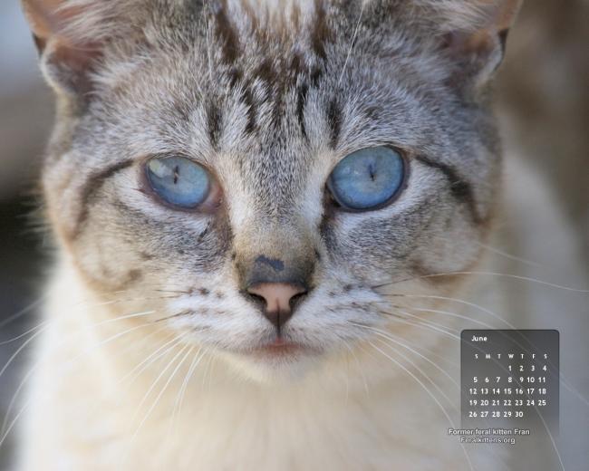 Free download Standard Computer Wallpaper Sizes [750x500] for your