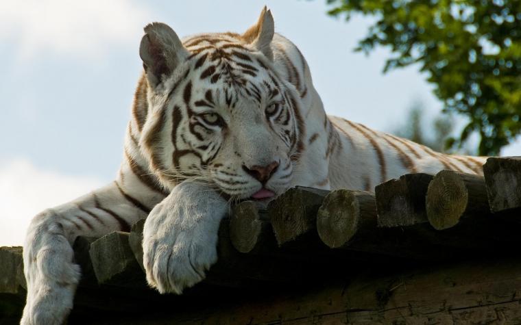 [44+] White Tiger HD Desktop Wallpaper on WallpaperSafari
