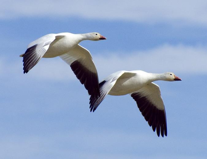 desktop goose source code desktop goose source code