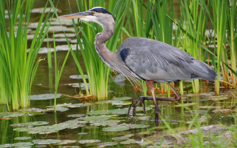 Free download Blue Heron Bird Wallpapers Great BlueHeron Bird Desktop