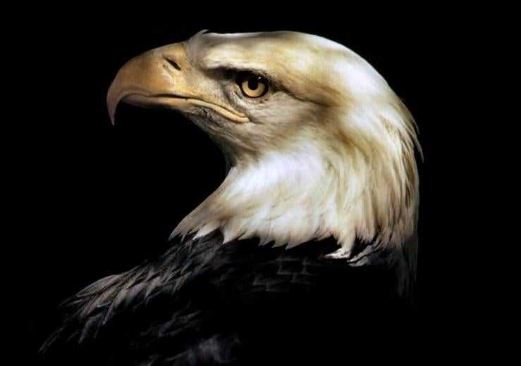 Free download Mighty bald eagle 100449 High Quality and Resolution ...