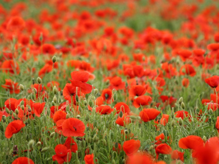 Free download Poppy Flowers Wallpapers Poppy Flowers Desktop Wallpapers ...