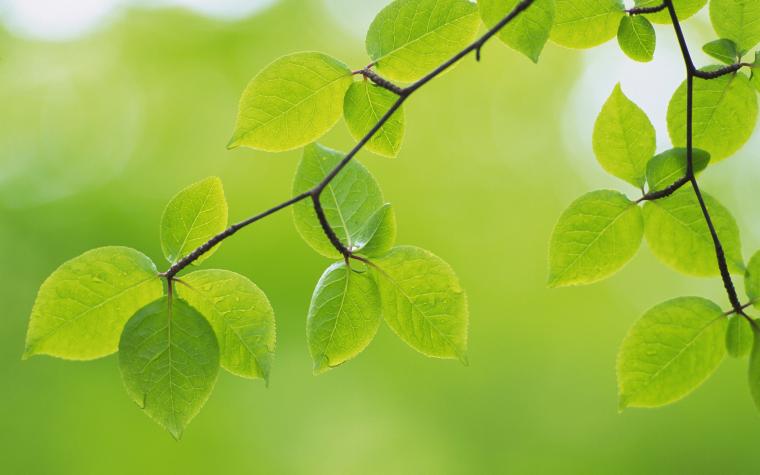 free-download-rain-drops-on-green-leaf-wallpaper-42-1600x1200-for