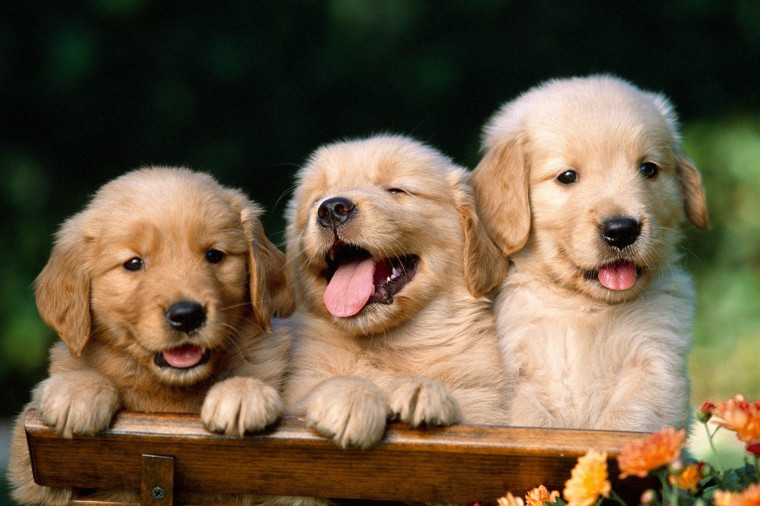 🔥 [70+] Wallpapers Of Cute Puppies | WallpaperSafari
