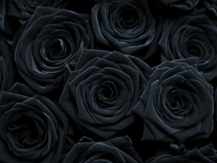 🔥 [40+] Gothic Roses Wallpapers | WallpaperSafari