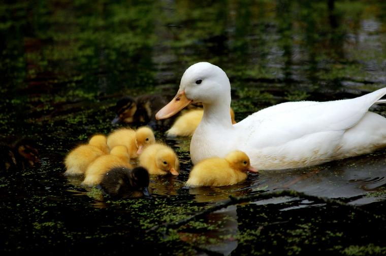 🔥 [50+] Baby Ducks Wallpapers | WallpaperSafari