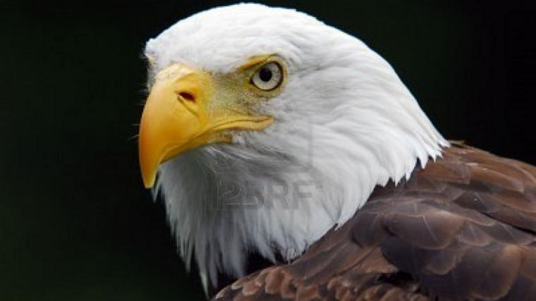 [49+] American Flag with Eagle Wallpaper on WallpaperSafari