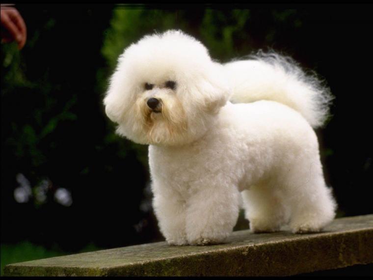 Free download Penthouse Pet Wallpapers [1600x1200] for your Desktop