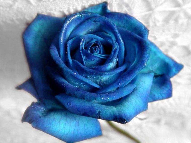 Free download Blue Rose Wallpapers HD Pictures One HD Wallpaper