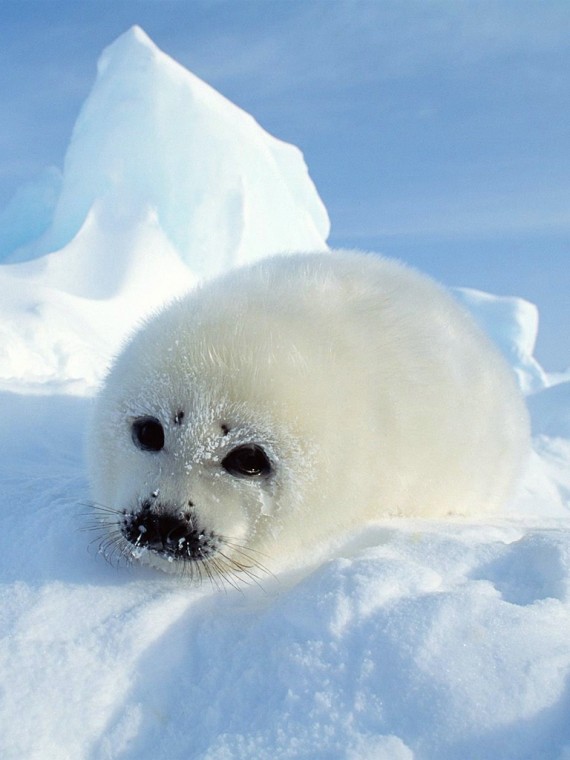 Free download Baby Seal Wallpaper 1024x746 for your ...
