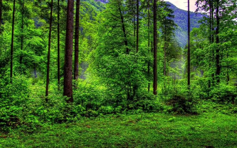 Free download The Orchard dark green forest wallpaper 7905 hd ...