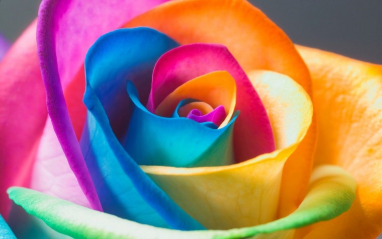 Free download All 4u HD Wallpaper Download Rainbow Flowers Wallpapers ...