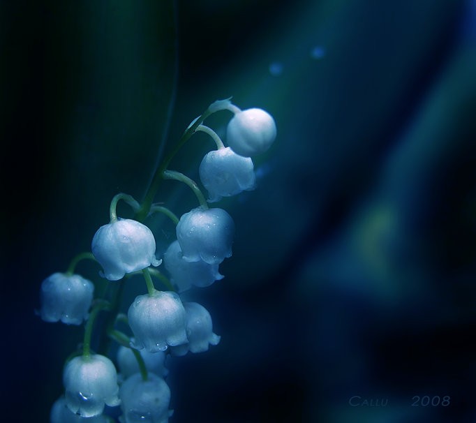 Free download lily of the valley flower wallpaper lily of the valley ...