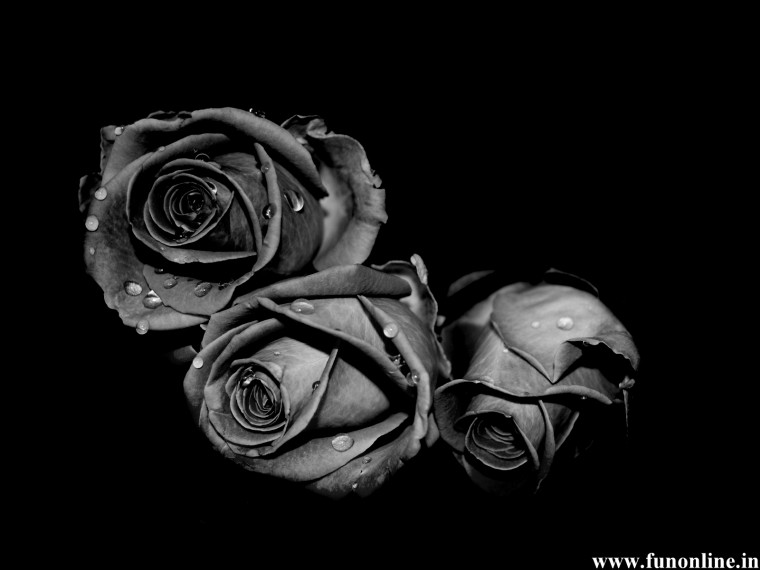 Filered Rose With Black Background Wikimedia Commons 75 Black Roses Background On 