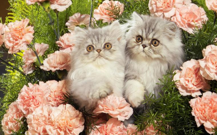relaxing wallpapers hd flowers cat