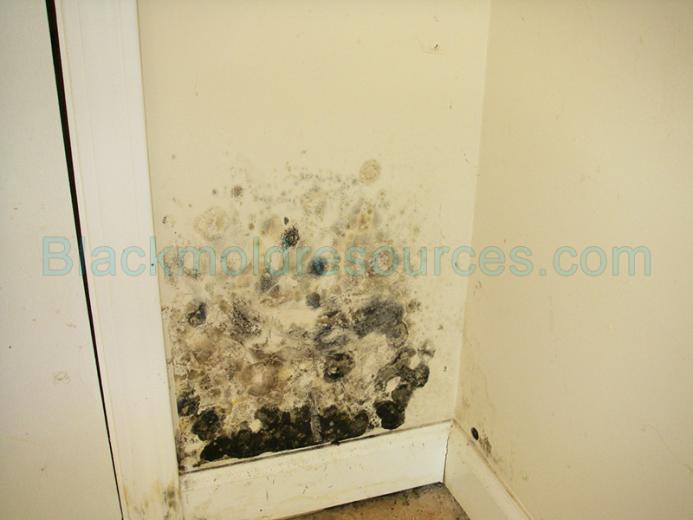 Free download Mold Guide Everything You Need to Know About The Harmful